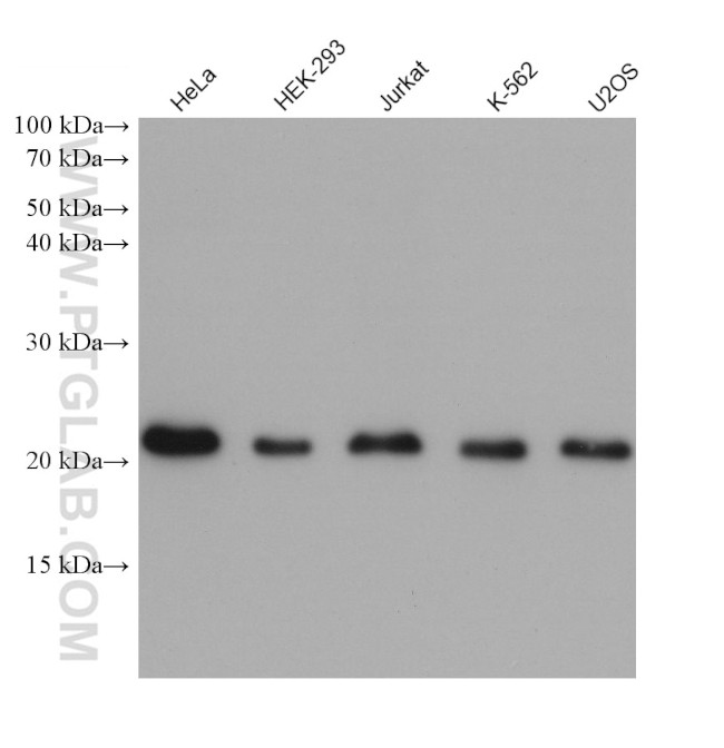 EMC7/C15orf24 Antibody in Western Blot (WB)