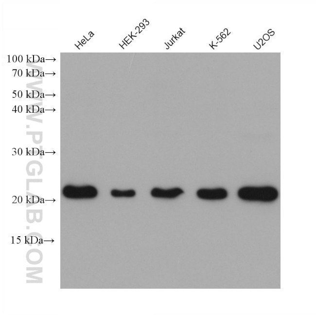 EMC7/C15orf24 Antibody in Western Blot (WB)
