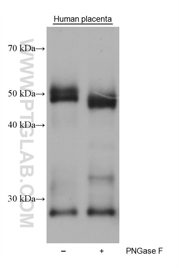 Medin Antibody in Western Blot (WB)