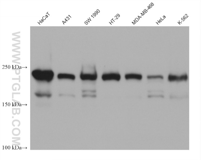MYO18A Antibody in Western Blot (WB)