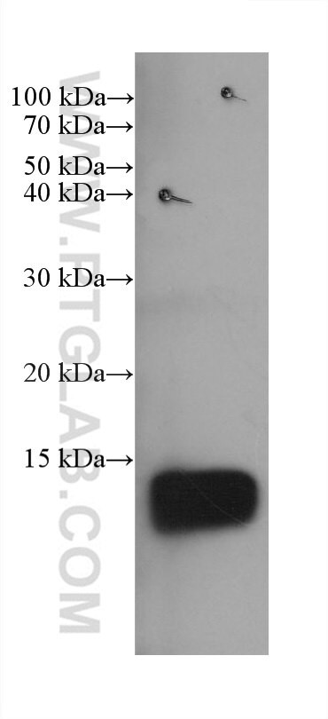 GTF2IRD1 Antibody in Western Blot (WB)