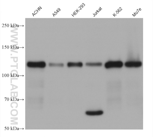 THEM4 Antibody in Western Blot (WB)