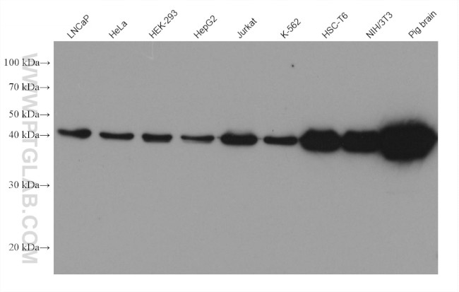 NDEL1 Antibody in Western Blot (WB)