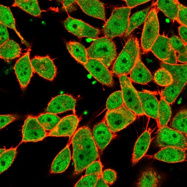 MLX Antibody in Immunocytochemistry (ICC/IF)