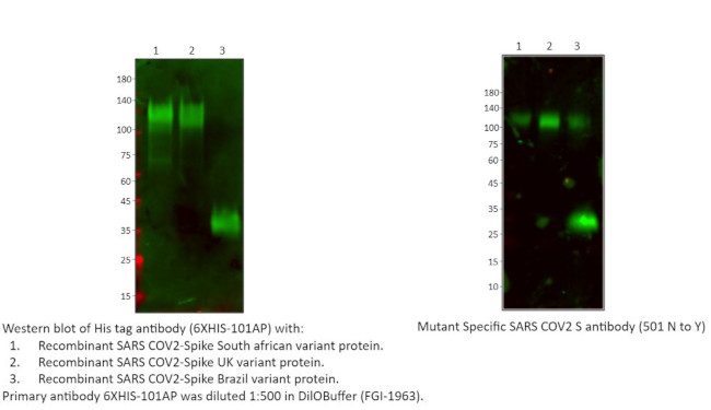 6x His Tag Antibody in Western Blot (WB)