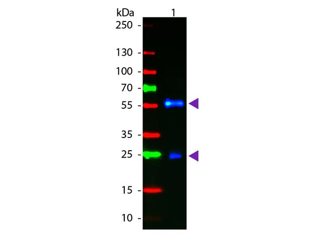 F(Ab')2 Biotin Antibody in Western Blot (WB)