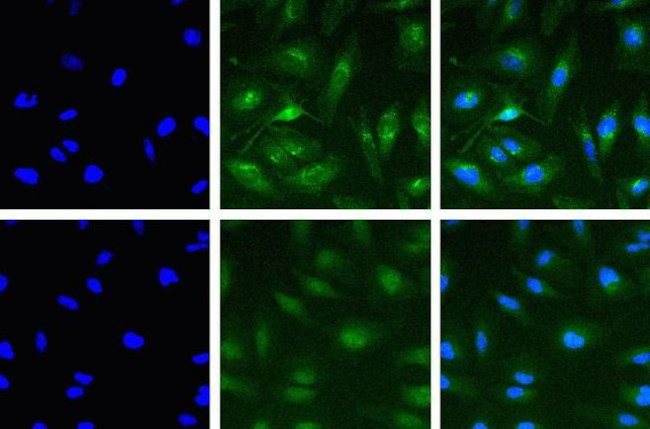 T-bet Antibody in Immunocytochemistry (ICC/IF)
