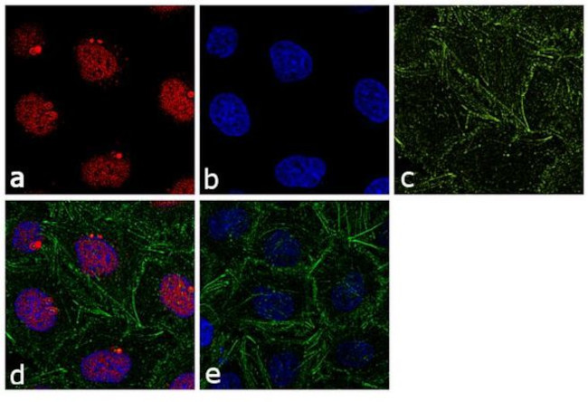 RANBP3 Antibody in Immunocytochemistry (ICC/IF)