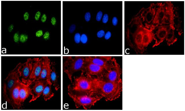 SUMO-3 Antibody in Immunocytochemistry (ICC/IF)