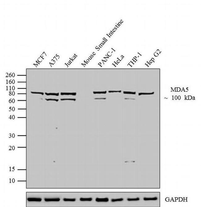 MDA5 Antibody in Western Blot (WB)