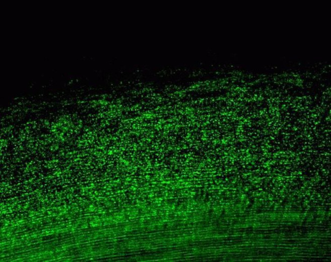 Connexin 46 Antibody in Immunohistochemistry (Paraffin) (IHC (P))