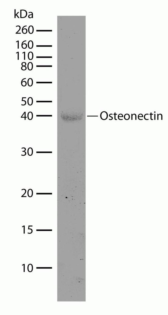 SPARC Antibody in Western Blot (WB)