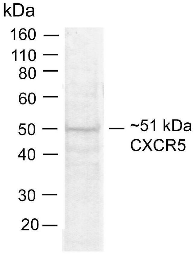 CXCR5 Antibody in Western Blot (WB)