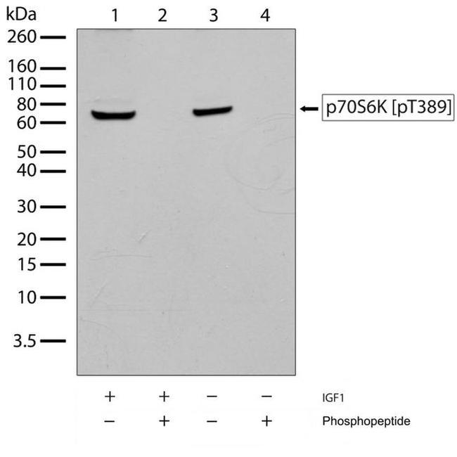 Phospho-p70 S6 Kinase (Thr389) Antibody in Western Blot (WB)