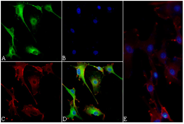 PRAS40 Antibody in Immunocytochemistry (ICC/IF)