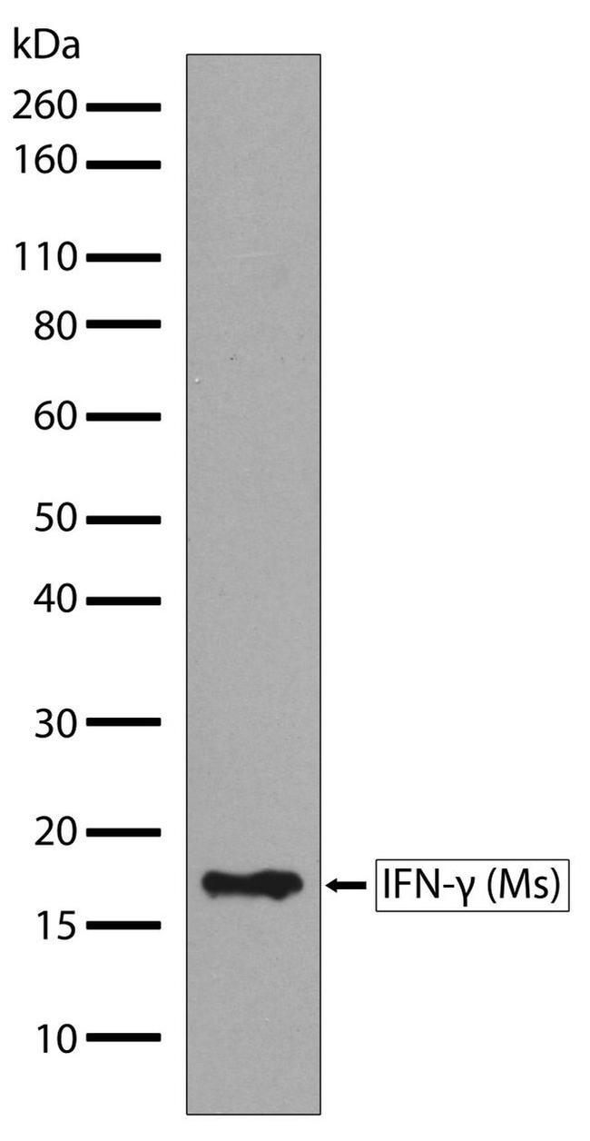 IFN gamma Antibody in Western Blot (WB)