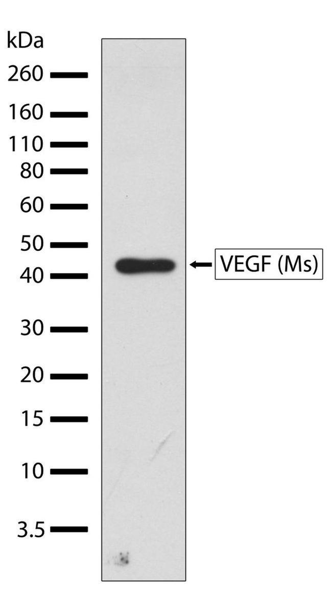VEGF Antibody in Western Blot (WB)