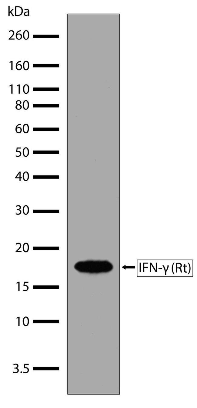 IFN gamma Antibody in Western Blot (WB)