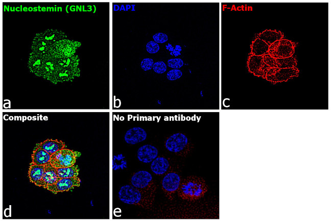 Nucleostemin Antibody in Immunocytochemistry (ICC/IF)