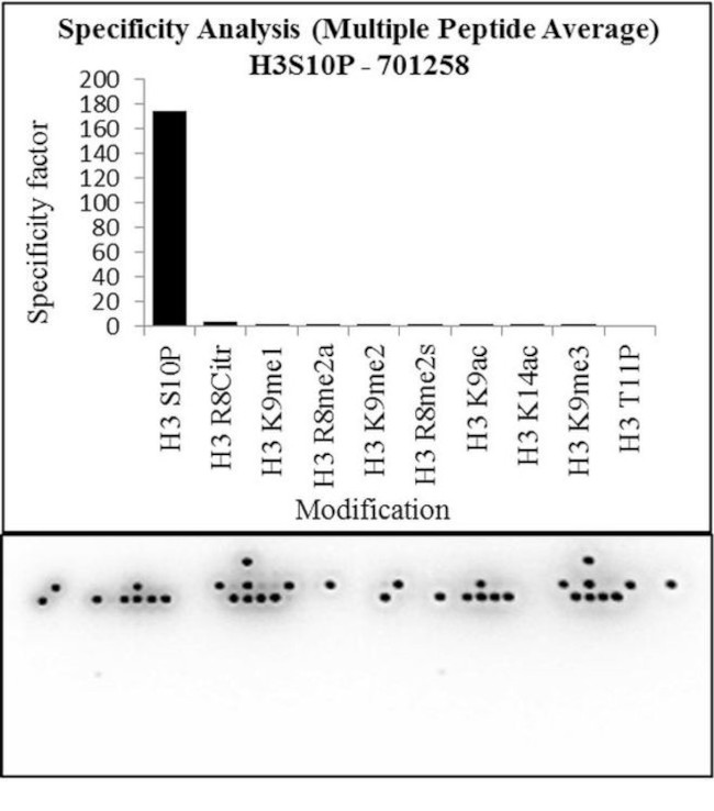 Phospho-Histone H3 (Ser10) Antibody in Peptide array (ARRAY)