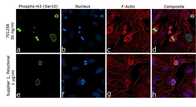 Phospho-Histone H3 (Ser10) Antibody in Immunocytochemistry (ICC/IF)