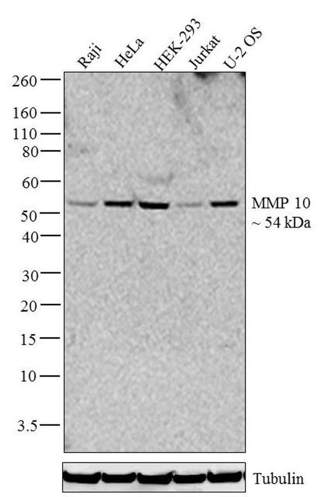 MMP10 Antibody in Western Blot (WB)