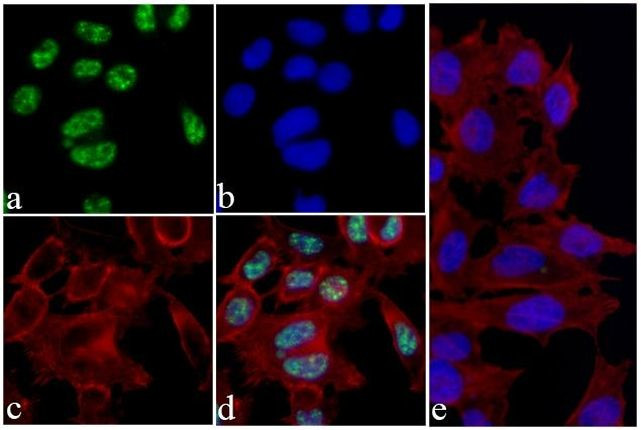 Phospho-4EBP1 (Thr46) Antibody in Immunocytochemistry (ICC/IF)