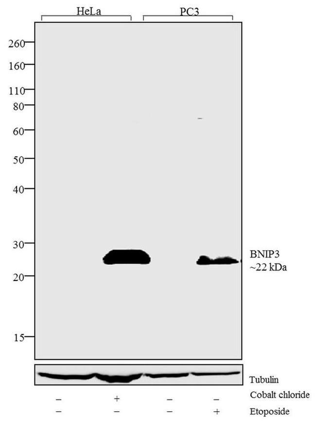 BNIP3 Monoclonal Antibody (8H14L2) (701696)