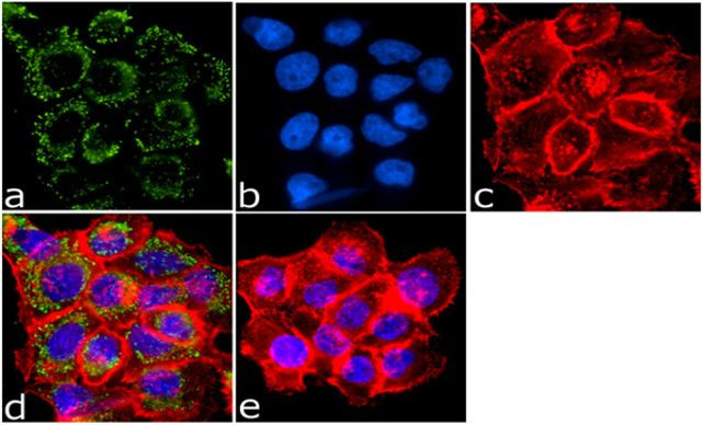 Phospho-EGFR (Tyr1086) Antibody in Immunocytochemistry (ICC/IF)
