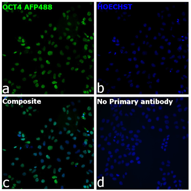 OCT4 Antibody in Immunocytochemistry (ICC/IF)