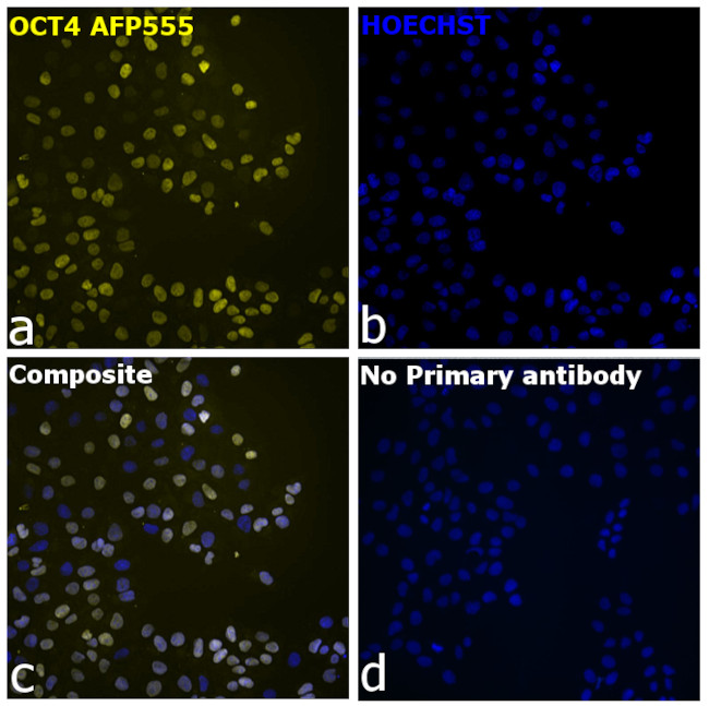 OCT4 Antibody in Immunocytochemistry (ICC/IF)