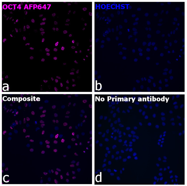 OCT4 Antibody in Immunocytochemistry (ICC/IF)