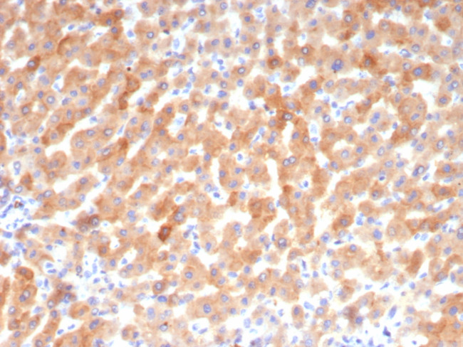 Transferrin (Early Marker of Oligodendrocytes) Antibody in Immunohistochemistry (Paraffin) (IHC (P))