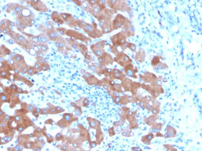Transferrin (Early Marker of Oligodendrocytes) Antibody in Immunohistochemistry (Paraffin) (IHC (P))