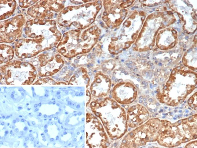 Transferrin (Early Marker of Oligodendrocytes) Antibody in Immunohistochemistry (Paraffin) (IHC (P))