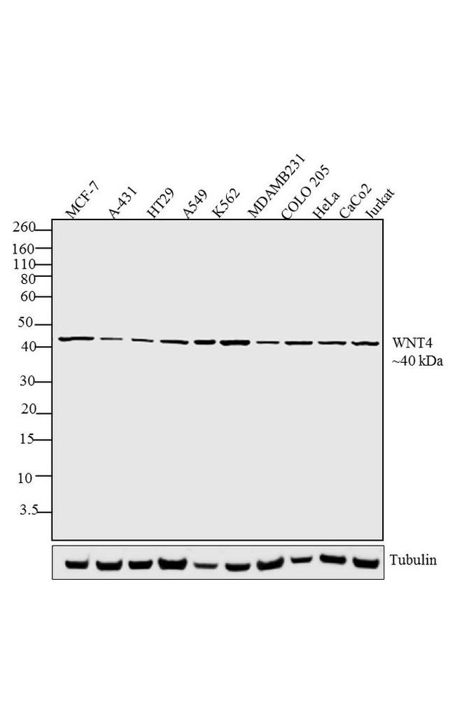 WNT4 Antibody in Western Blot (WB)