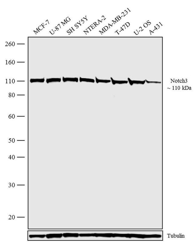 NOTCH3 Antibody in Western Blot (WB)