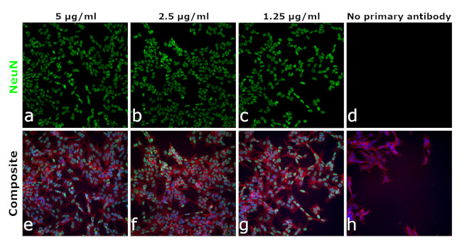 NeuN Antibody in Immunocytochemistry (ICC/IF)