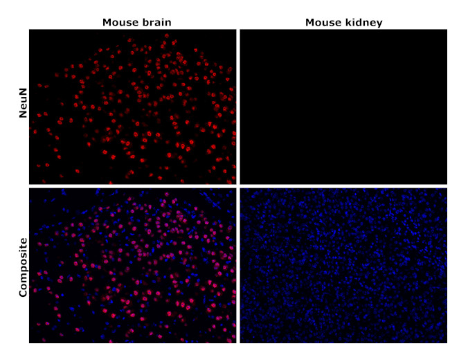 NeuN Antibody in Immunohistochemistry (Paraffin) (IHC (P))