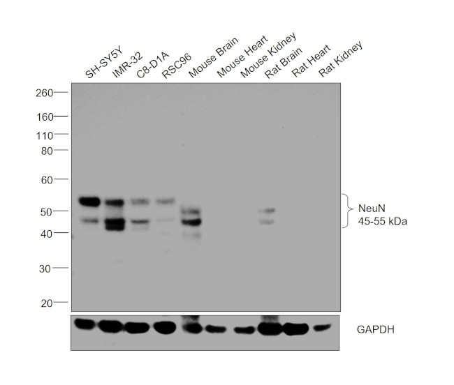 NeuN Antibody in Western Blot (WB)