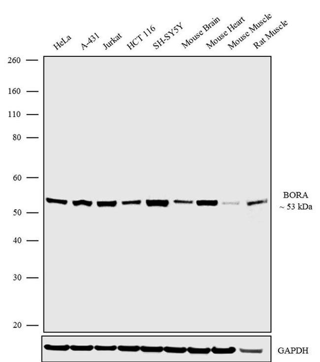 Bora Antibody in Western Blot (WB)