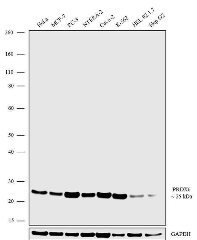 PRDX6 Antibody in Western Blot (WB)