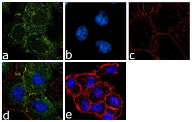 RhoB Antibody in Immunocytochemistry (ICC/IF)