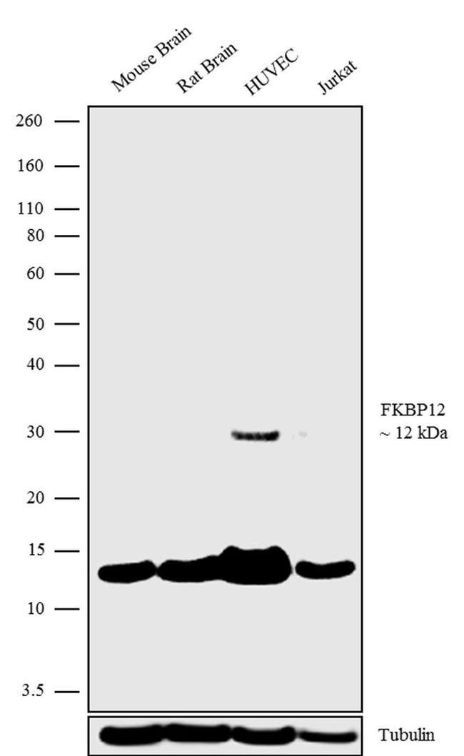 FKBP12 Antibody in Western Blot (WB)