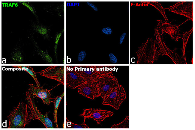 TRAF6 Antibody in Immunocytochemistry (ICC/IF)
