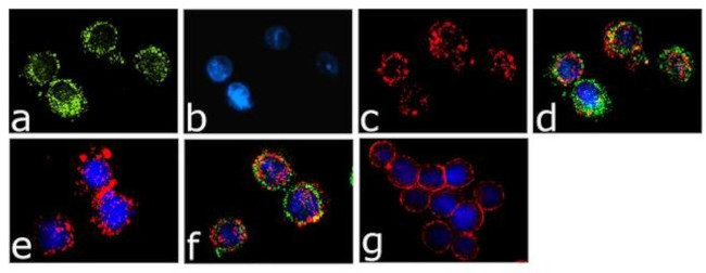 Phospho-Syk (Tyr323, Tyr317) Antibody in Immunocytochemistry (ICC/IF)