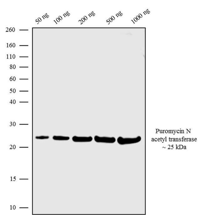 Puromycin N-acetyltransferase Antibody in Western Blot (WB)
