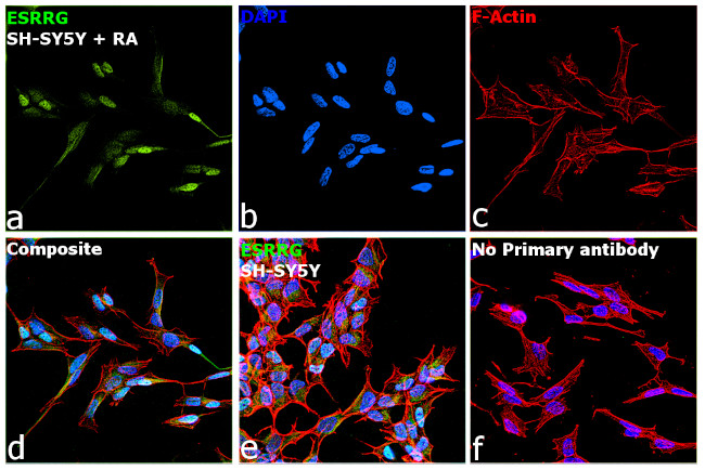 ESRRG Antibody in Immunocytochemistry (ICC/IF)