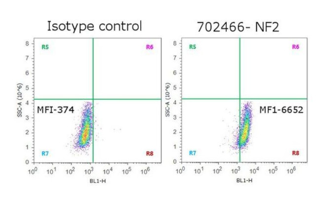 NF2 Antibody in Flow Cytometry (Flow)