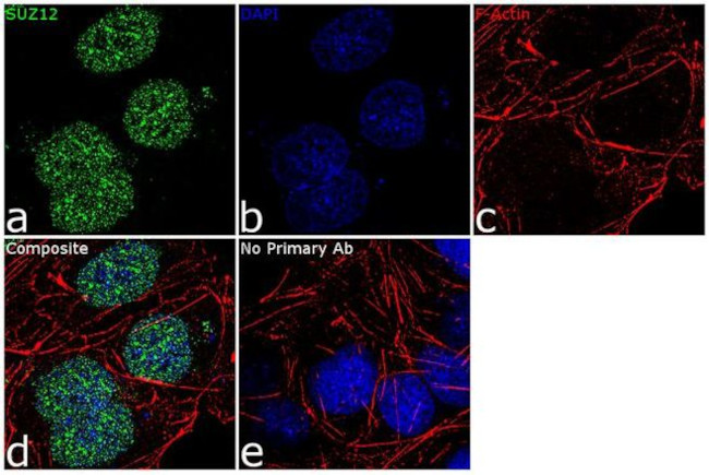 SUZ12 Antibody in Immunocytochemistry (ICC/IF)